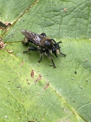Laphria