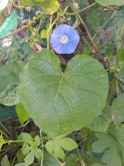 Ipomoea hederacea