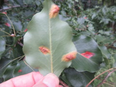 Gymnosporangium sabinae