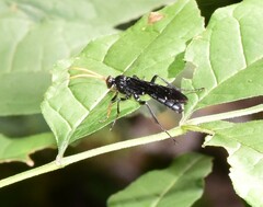 Gnamptopelta obsidianator