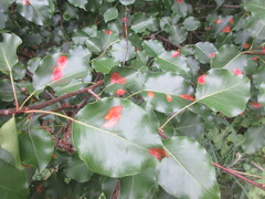 Gymnosporangium sabinae