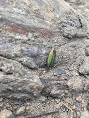 Buprestis aurulenta