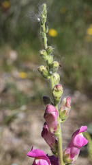 Antirrhinum majus