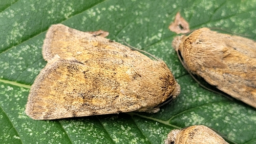 Sympistis regina