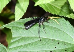 Gnamptopelta obsidianator
