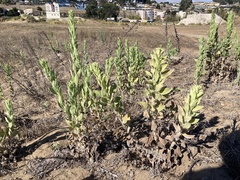 Heterotheca grandiflora