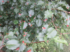 Gymnosporangium sabinae