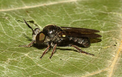 Cerotainia