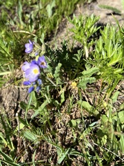 Polemonium pulcherrimum