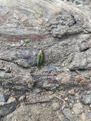 Buprestis aurulenta