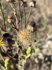 Heterotheca grandiflora