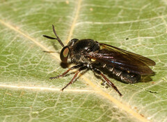 Cerotainia