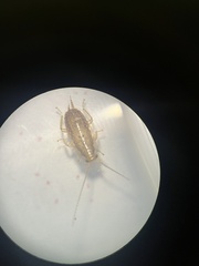 Blattoidae