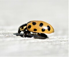 Hippodamia tredecimpunctata