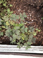 Oxalis stricta