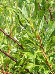 Salix petiolaris