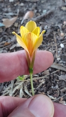 Zephyranthes tubispatha