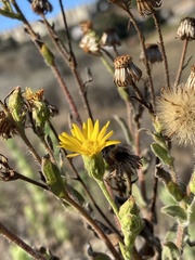 Heterotheca grandiflora