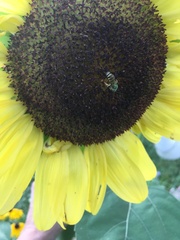 Agapostemon virescens