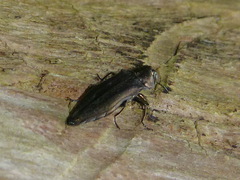 Agrilus