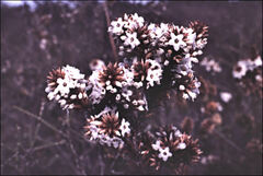 Epacris lanuginosa