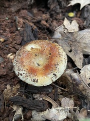 Russula amoenolens