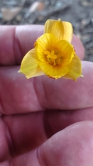 Zephyranthes tubispatha
