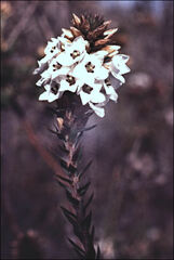 Epacris lanuginosa