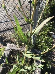 Lactuca serriola