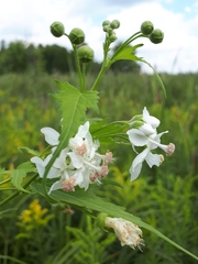 Ripariosida hermaphrodita