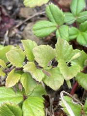 Clinopodium douglasii