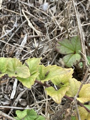 Clinopodium douglasii