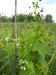 Ripariosida hermaphrodita