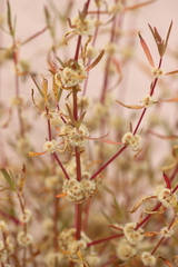 Alternanthera angustifolia