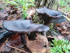Omphalotus mexicanus