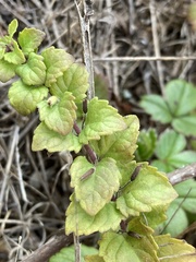 Clinopodium douglasii