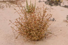 Alternanthera angustifolia