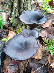 Omphalotus mexicanus