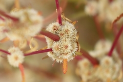 Alternanthera angustifolia