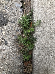 Lepidium didymum
