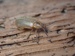 Chrysomeloidea
