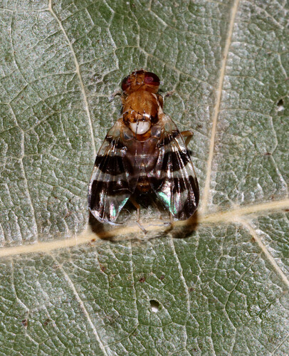 Walnut Husk Fly photo 4