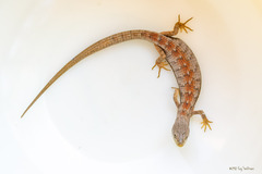 Elgaria multicarinata