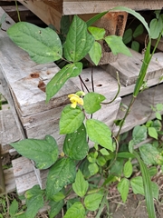 Vigna luteola