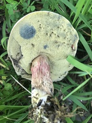 Butyriboletus peckii
