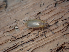 Chrysomeloidea