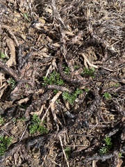 Acaena pinnatifida californica