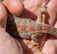 Elgaria multicarinata