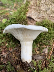Lactifluus deceptivus