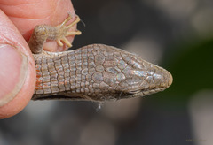 Elgaria multicarinata